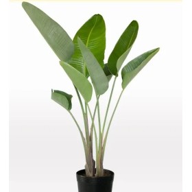 STRELITZIA AUGUSTA  M22-140cm. 2 plantes