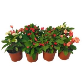 EUPHORBIA MILII MIX  M13