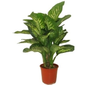 DIEFFENBACHIA TROPIC  M22