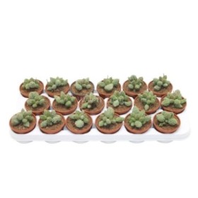 ADROMISCHUS MARIANIAE HERREI LIME DROPS M8 H15