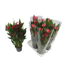 ANTHURIUM  M12 MILLION FLOWERS