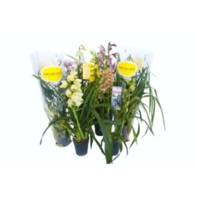 CYMBIDIUM, 2/3 varas M14- 60cm.