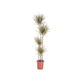 DRACAENA MARG. BICOLOR, 90.60.30.15 M22-140cm.