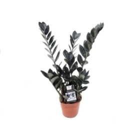 ZAMIOCULCAS  M14 -50cm. RAVEN negre