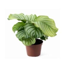 CALATHEA  M12  ORBIFOLIA