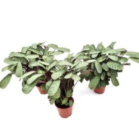 CTENANTHE AMAGRIS M14 H25