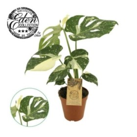 MONSTERA DELICIOSA M15 Thai Constellati