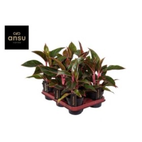 AGLAONEMA  M12 JUNGLE RED