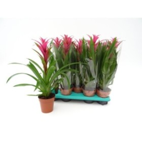 GUZMANIA  M13  FREYA XL