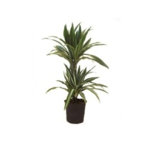 DRACAENA DEREMENSIS 45.15 M17- 90cm.