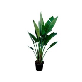 STRELITZIA AUGUSTA  M40 3plantas