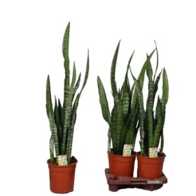 SANSEVIERIA  M20- 90cm. ZEYLANICA