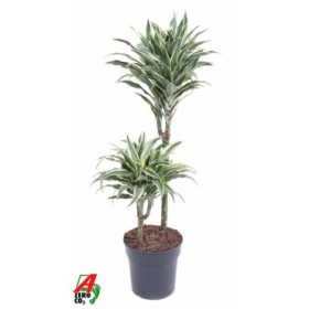 DRACAENA SURPRISE M17  45 15