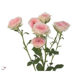 FLOR, ROSA SPRAY HO. CREAM TWISTER 70cm x10