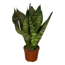 SANSEVIERIA  M 9  ZEYLANICA