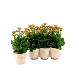 KALANCHOE SUNNY VOLCANIC ORANGE M14