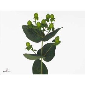 FLOR, HYPERICUM COCO BAMBU 70cm. x10 verd