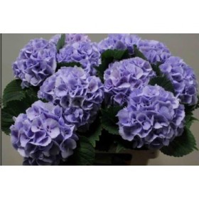 FLOR, HYDRANGEA LOLLY POP. 60cm. x5 tiges. blau