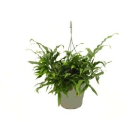 MICROSORUM DIVERSIFOLIUM T23 - COLGADOR