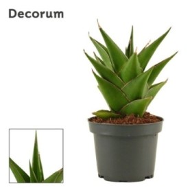 SANSEVIERIA M 9 H17 TEMPLE CROWN