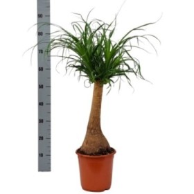 BEAUCARNEA 1tronc  M21- 80cm.