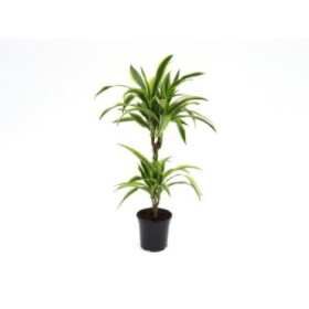 DRACAENA DEREMENSIS LEMON LIME 45.15 M17-90cm