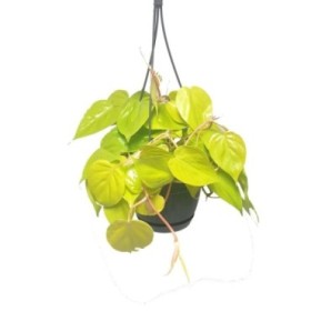 PHILODENDRON SCANDENS COLGAR M15 MICANS LEMON LIME