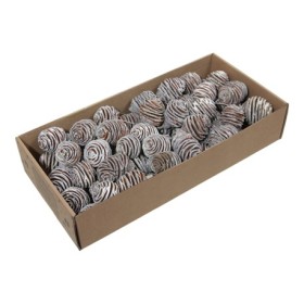 PLATYSPERMUM  ALAMBRADO 10cm 55uni CAJA