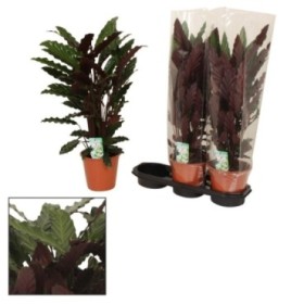 CALATHEA  M19  RUFIBARBA WAVESTAR