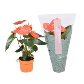 ANTHURIUM  M 9 ORANGE CHAMPION