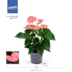 ANTHURIUM  M12 KARMA PINK