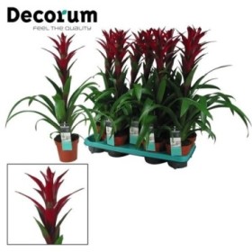 GUZMANIA  M13  SWITCH