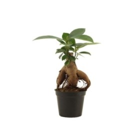 FICUS GINGEIN Mini M 6