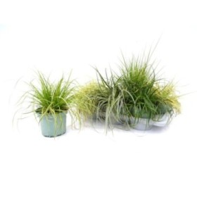 CAREX MIX M17 - VARIADO