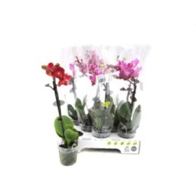 PHALAENOPSIS  M 7  MINIFLORA MIX 1 vara