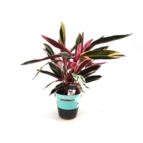 CALATHEA  M19  TRIOSTAR