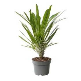 PACHYPODIUM LAMEREI M25