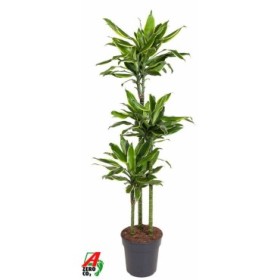 DRACAENA GOLD COAST 90.60.30  M22 H150