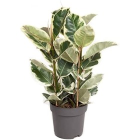 FICUS TINEKE  M20- 90cm. 3 Pl.