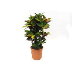 CROTON RAMIFICAT MIX M30