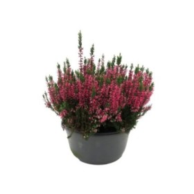 CALLUNA  M23 mix