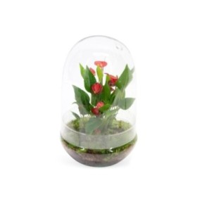 ANTHURIUM  M14 TERRARIO CRISTAL Millium