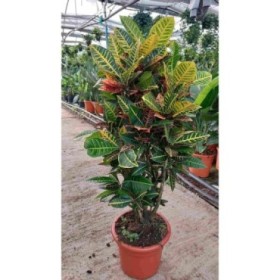 CROTON RAMIFICAT MIX M35