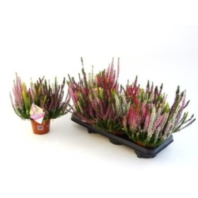 CALLUNA  M13  BICOLOR