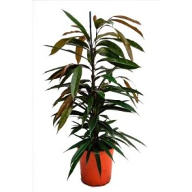 FICUS AMSTEL KING  M17- 90cm.