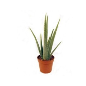 ALOE VERA  M15