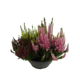 CALLUNA  M23 TRICOLOR