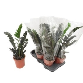 ZAMIOCULCAS  M17-65cm. RAVEN negre