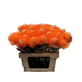 FLOR, NUTAN AYOBO SUN 60cm, paquet x 5 tiges