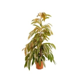 FICUS AMSTEL KING  M21-120cm.